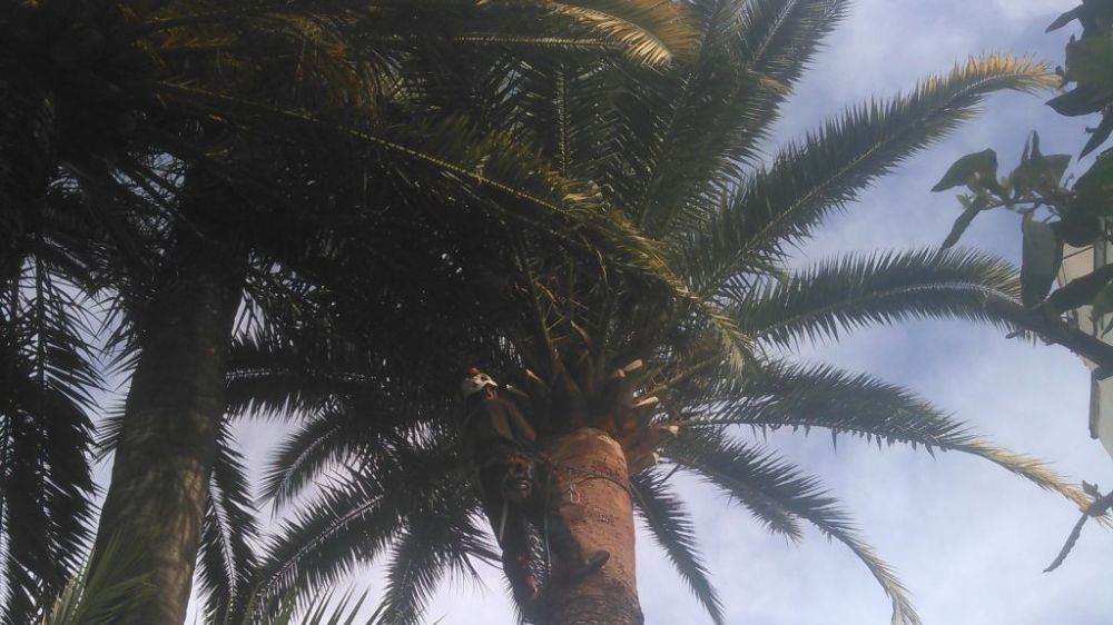 abattage palmiers nice.jpg