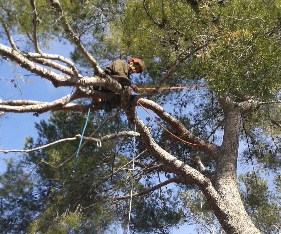 Haubanage_arbre_hauteur.jpg