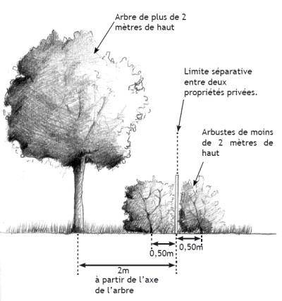 elagage-des-arbres-voisinage-reglementation