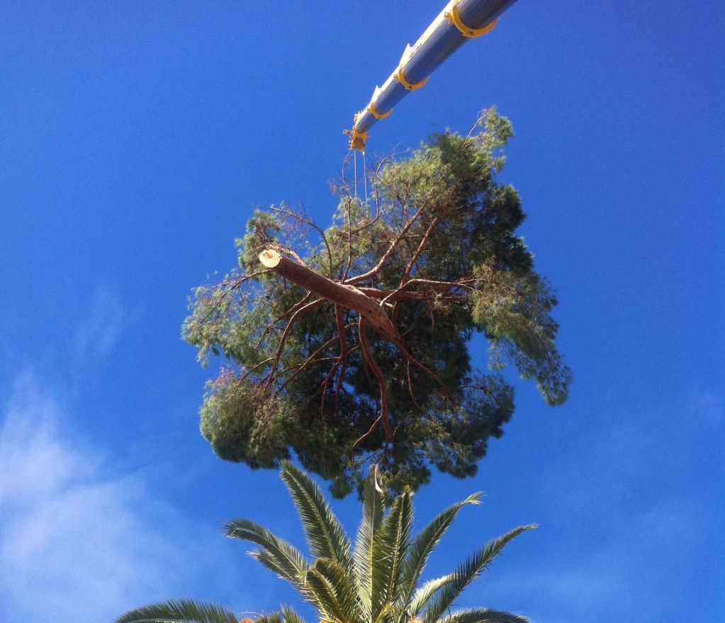 Pin parasol, Villa Bianca, Menton, Démontage.JPG