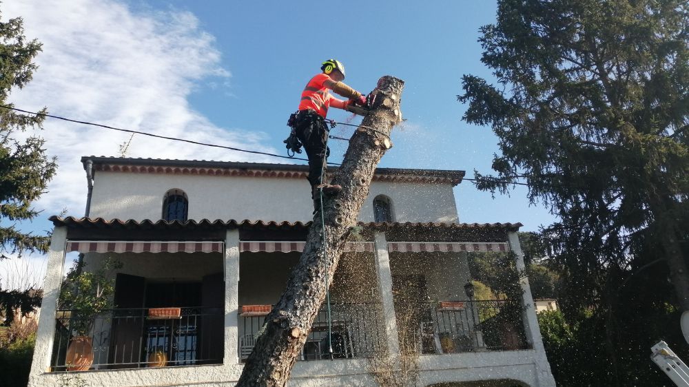 abattage d'arbres à nice.jpg